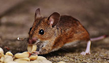 24 Hour & Emergency Exterminators in Amherst, ME